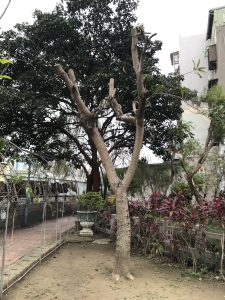 樹木悲歌